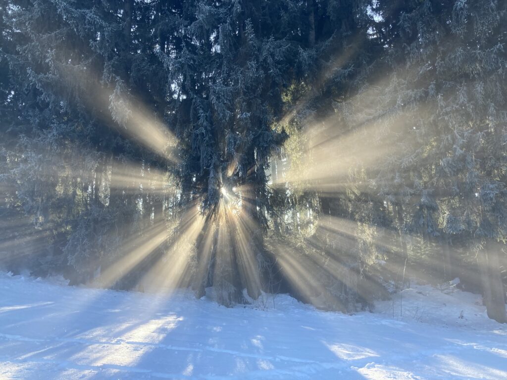 10_Forest-Sun_IMG_6326 Rainer Leitz Artwork Foto by the Artist